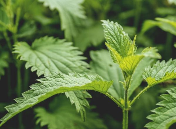 Detailed macro shot of vibrant green leaves showcasing their intricate texture and growth.